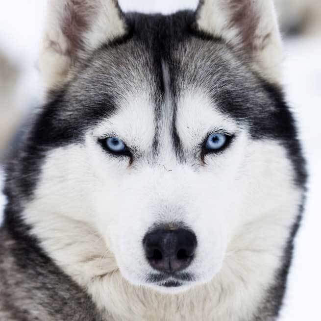 Siberian Husky Close Up