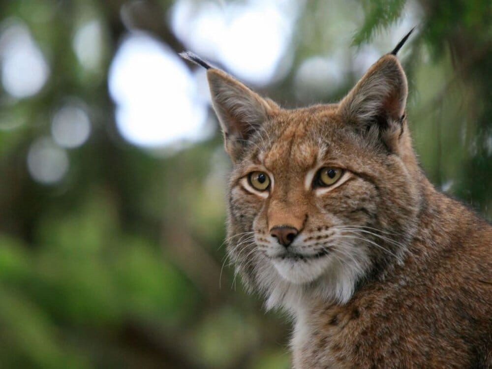 5edf9c7e0591a lynx wrano cole anders 4616367