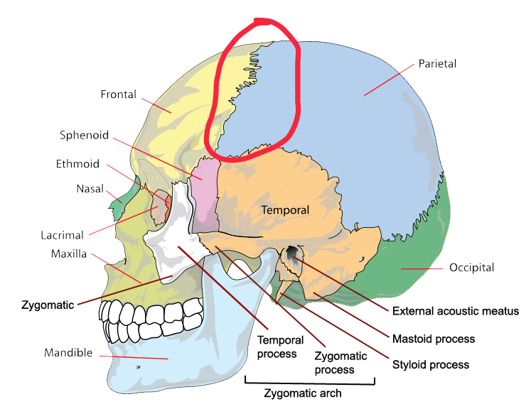 Skull side view1  01
