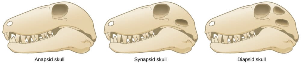 Figure 29 04 02 1024x217