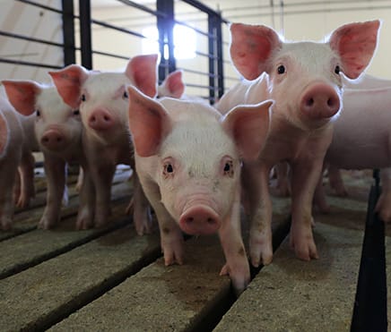Weaned pigs in barn