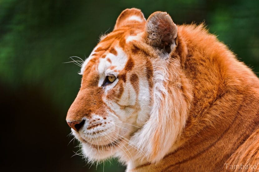 Tigre dor