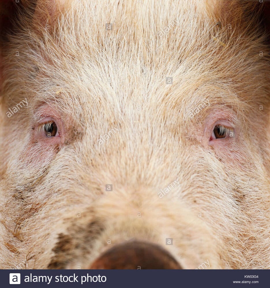 Portrait of a pigs face KW03G4 1
