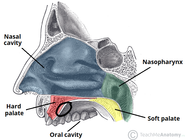 The Hard and Soft Palate  01