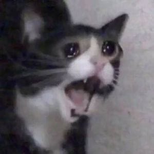 300px Crying Cat screaming