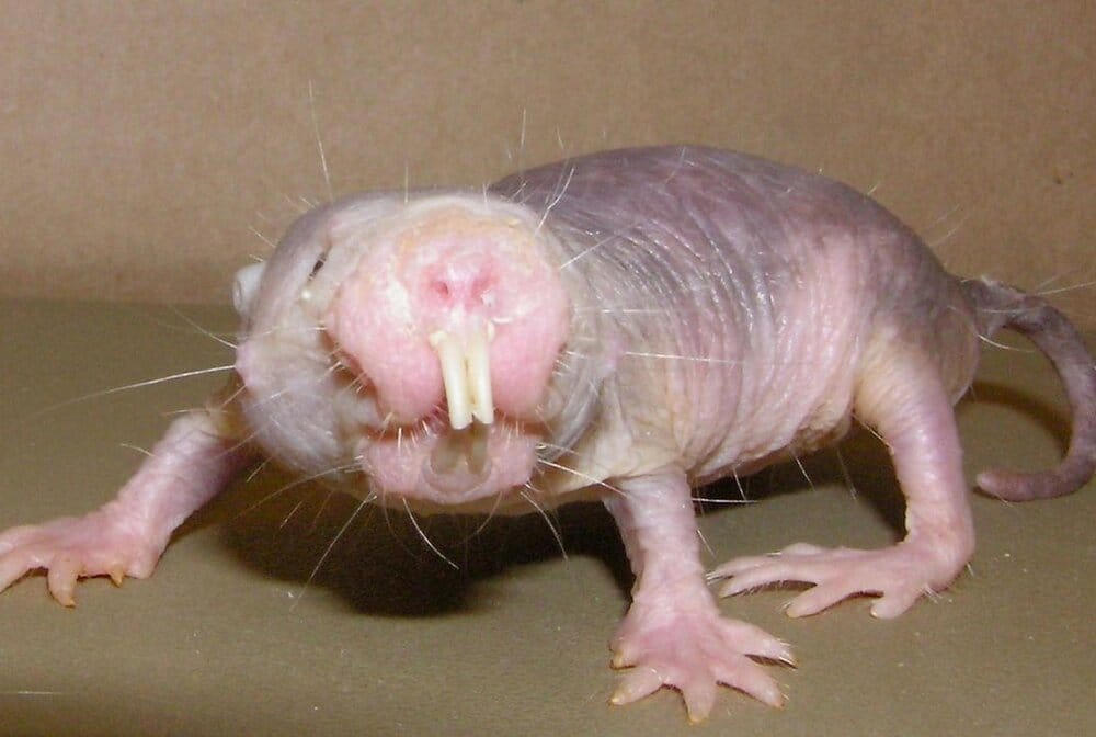 Mole rat
