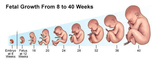 Fetal growth 8 to 40 weeks