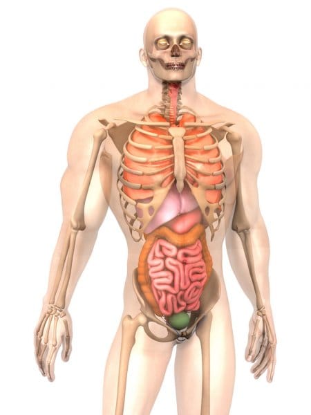 Depositphotos 77740898 stock photo human anatomy visualization internal organs