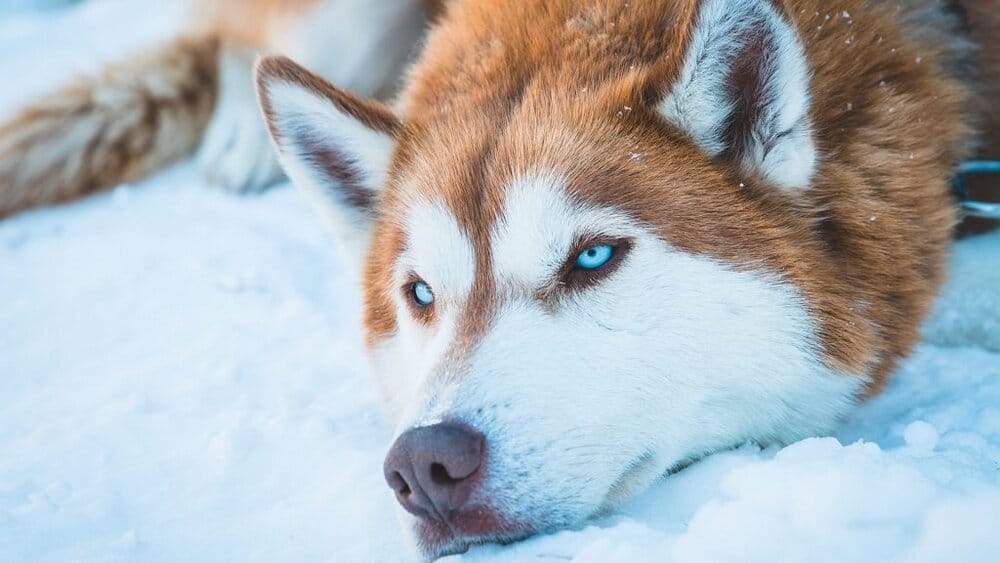 Husky jeg tel