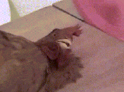 3e03f4d26df588425e63371f4675dc0f205c2700985d4e280ad524c436929b57