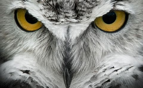 Owl 500x310 1446070501