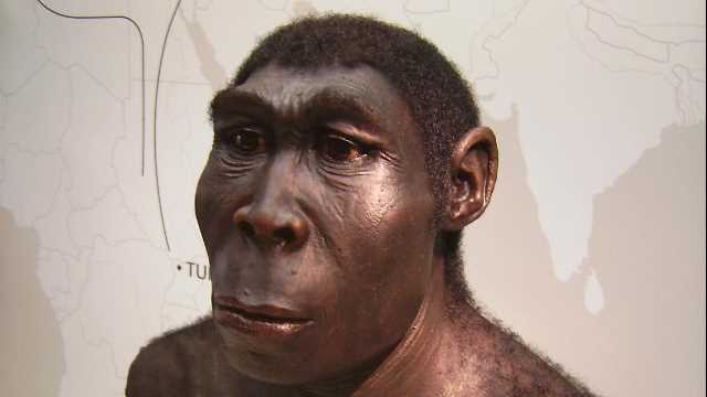 Laziness helped drive homo erectus to extinction 307542