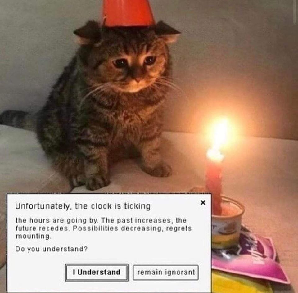 Understandcat