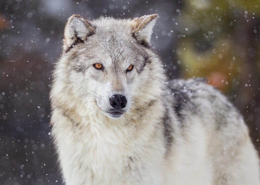 IStock 171585588 Wolf Full In Snow 1 scaled