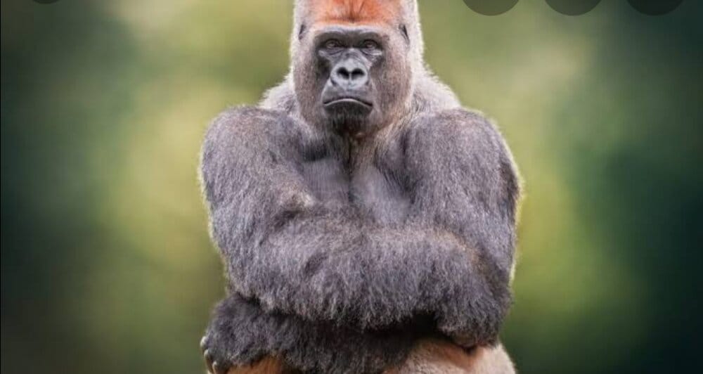 Screenshot 20210326 195456