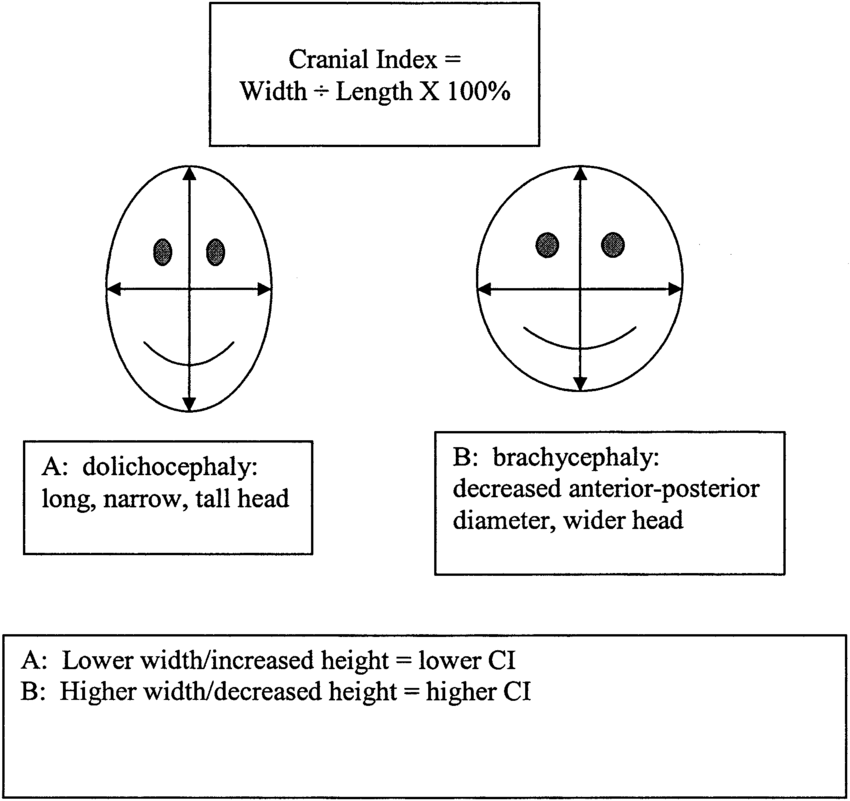 Measuring cranial index is an objective method of evaluating various head shapes in