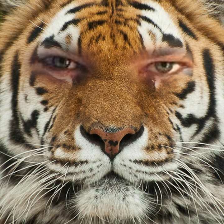 Instaface 2021329212049749