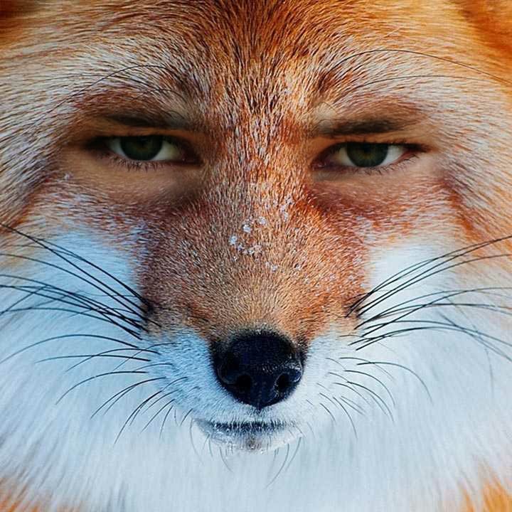 Instaface 202132921235322