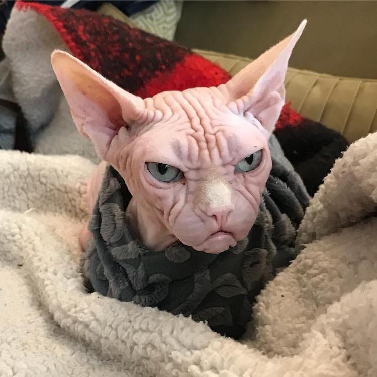 Loki sphynx cat angry face
