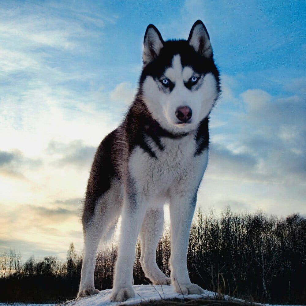 Siberian husky