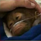 Monkesick