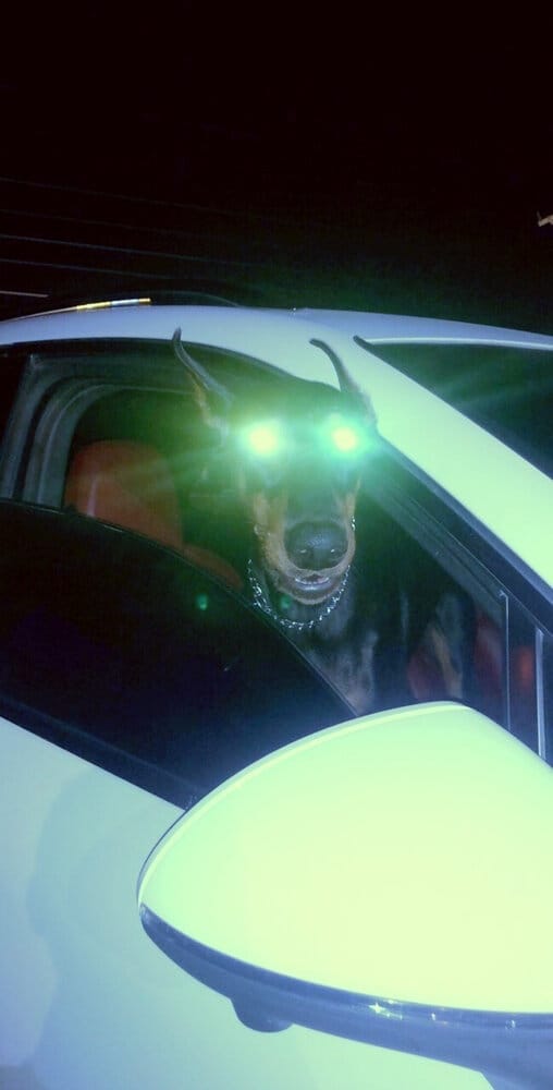 Portuguesecel needs to log off