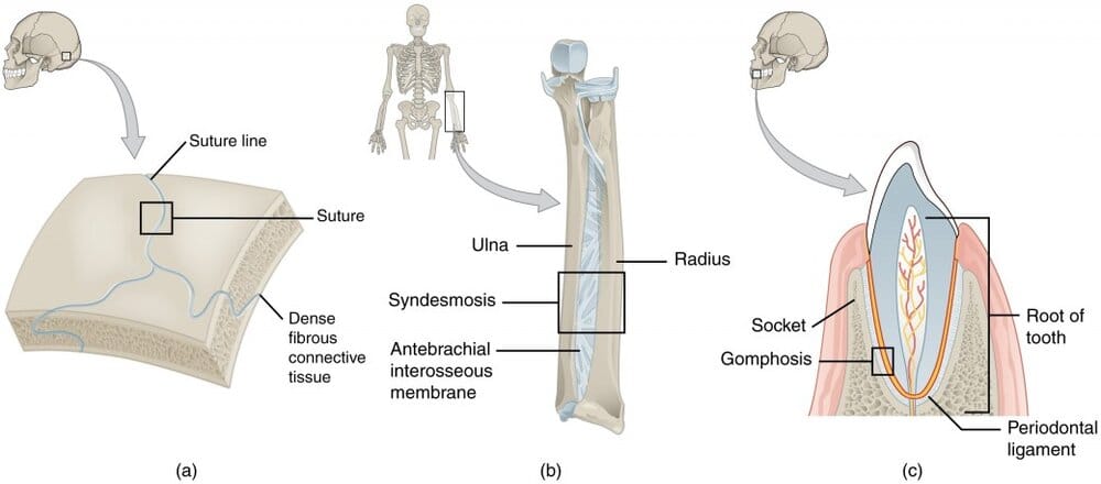 904 Fibrous Joints