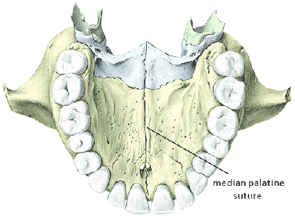 Hard palate with median palatine suture 2