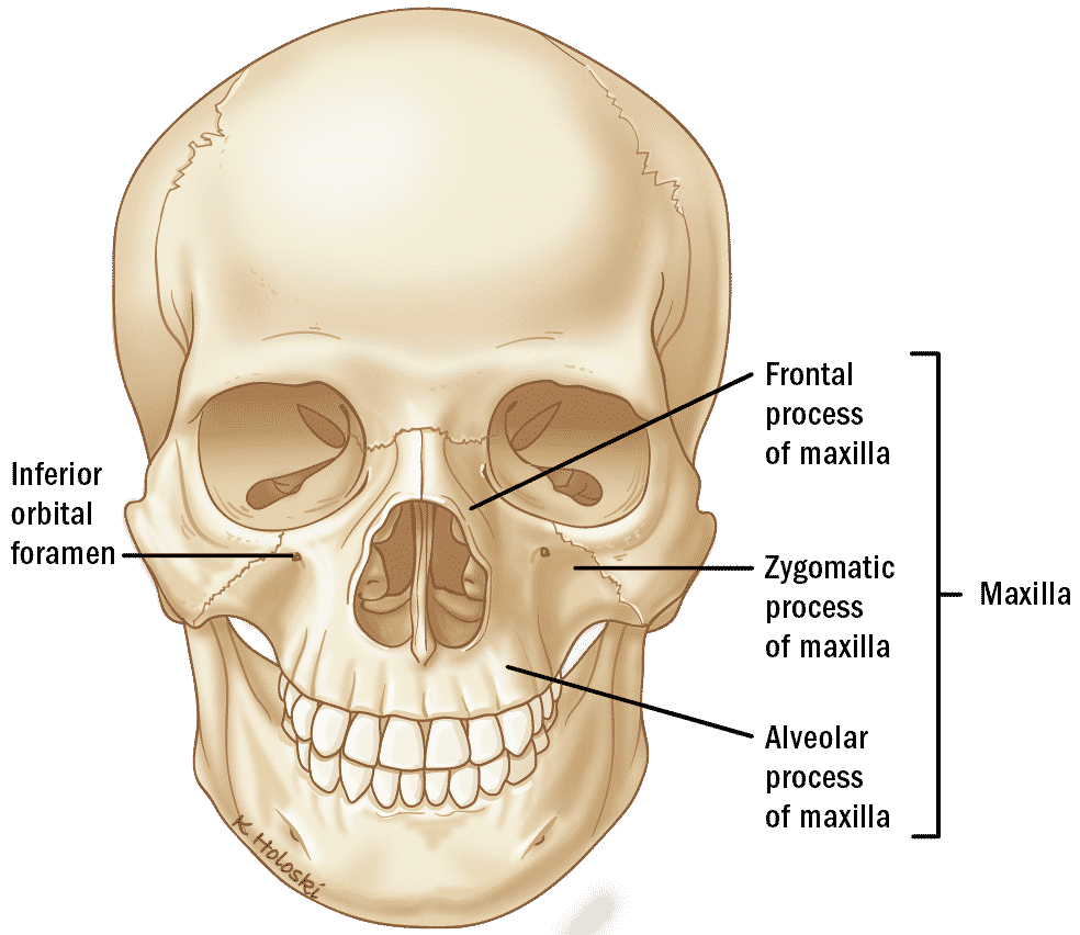 17 skull front Artboard 12x