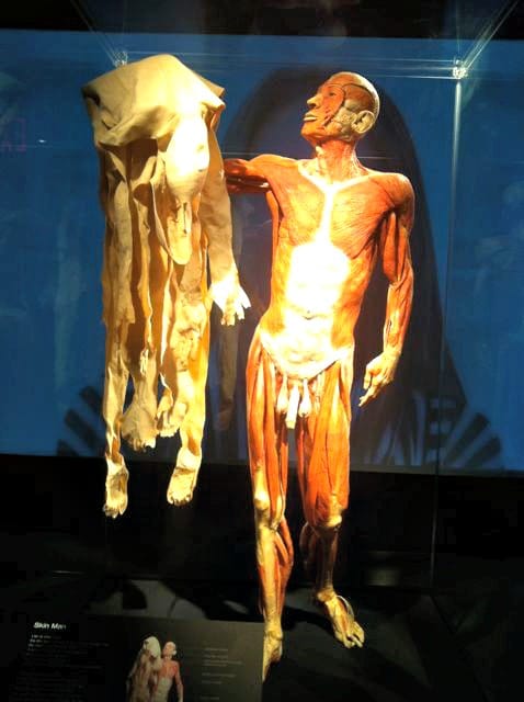 Body worlds 1jpg