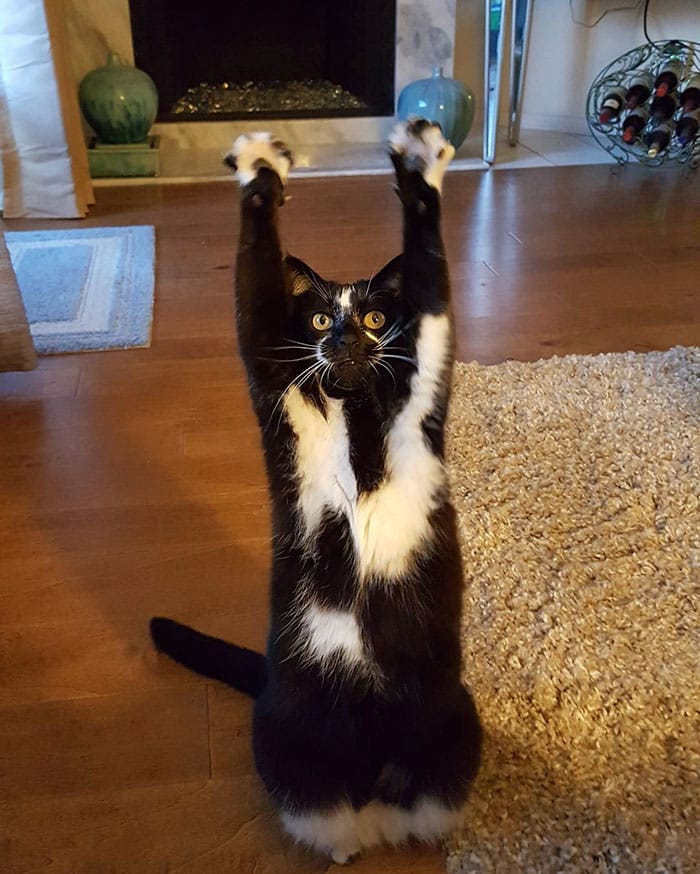 Standing cat keys goal kitty 7