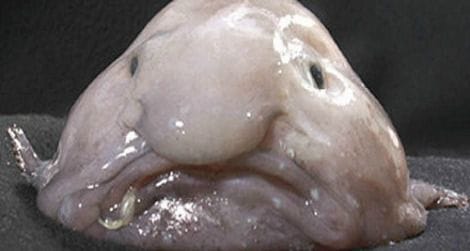 Blobfish ugly 470