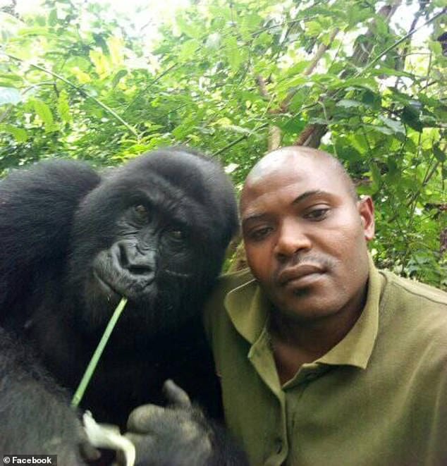 3 gorillas takes selfie