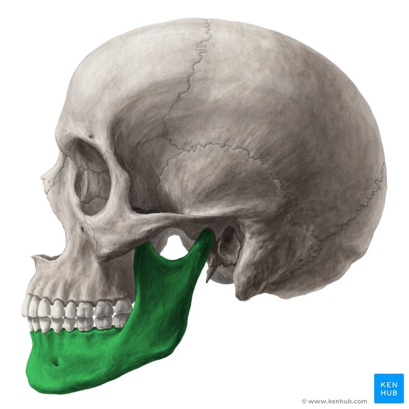 Mandibula large WHhN1EIVUlCPT1yTAT6bQ