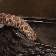 FF29CE20 AF2A 4E45 9814 F00B5F7E3E30