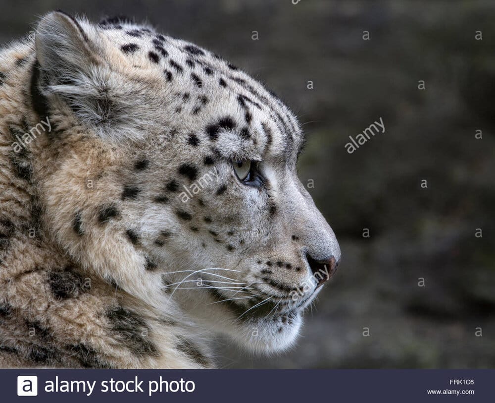 Female snow leopard profile FRK1C6