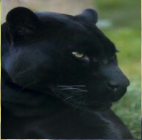 Niggar