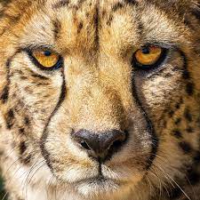 Desktop Wallpapers cheetah Eyes Nose Macro Snout Closeup Animals