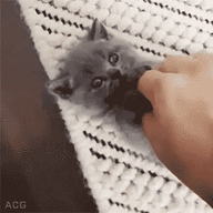 A6038436 CD6E 46CE BB1F 0961956F5F62