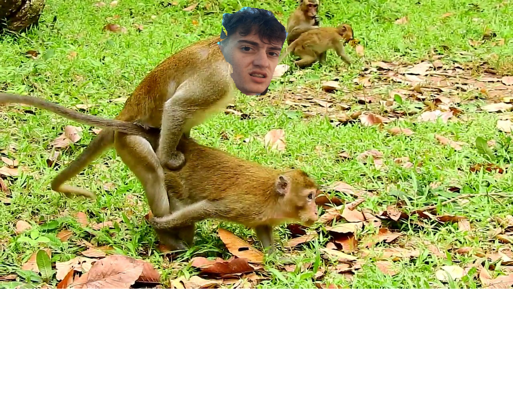 Monkey