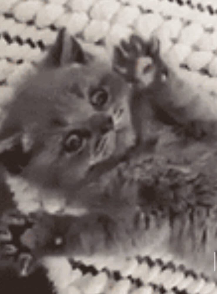 1D43D943 527A 438A 8BBB BD23492171A3