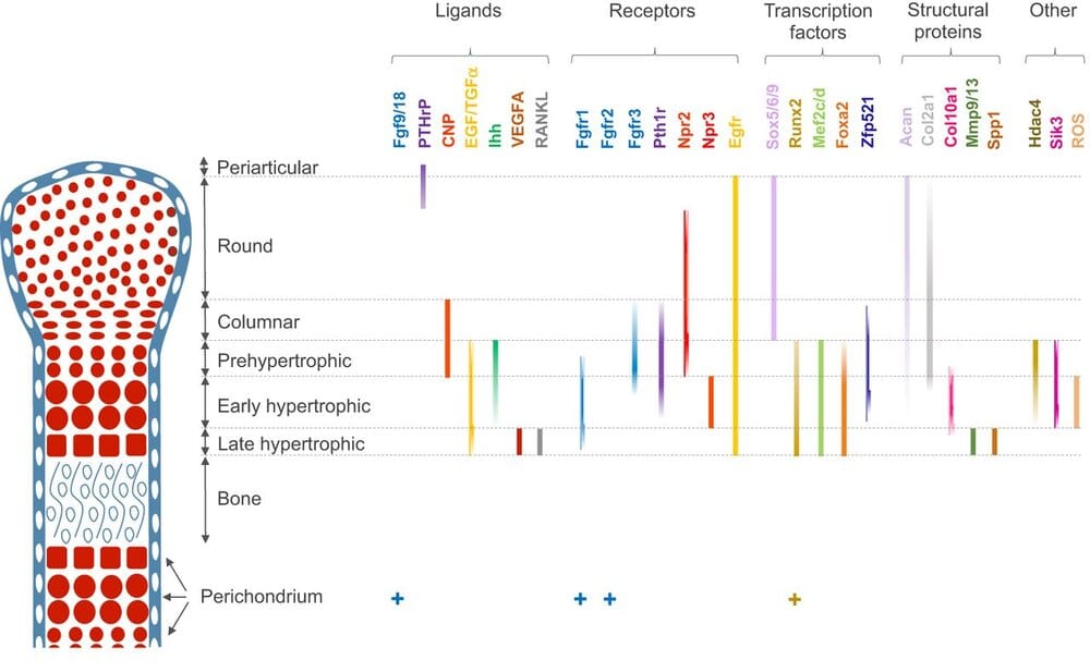 Growth factors bone growth