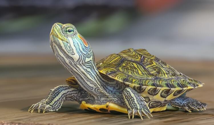 Beautiful Turtle
