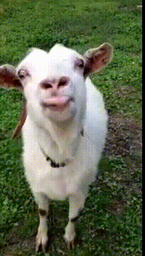 Goat