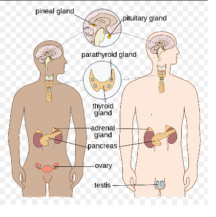Endocrine system