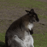 14776