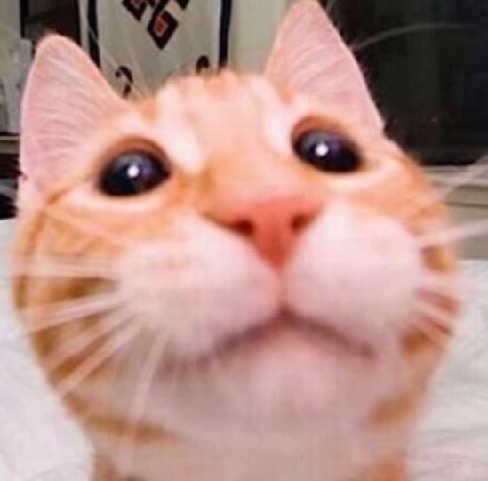 Cattos