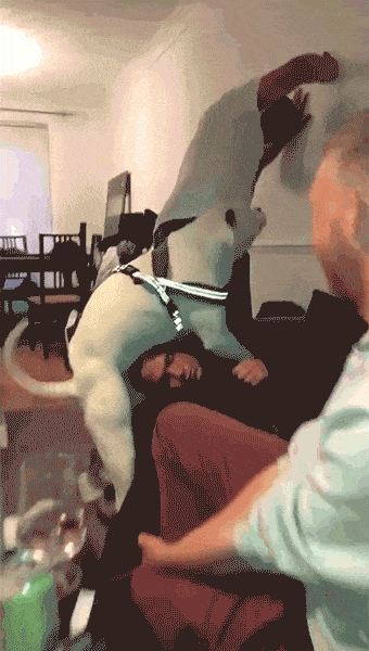Dog fuck drunk man
