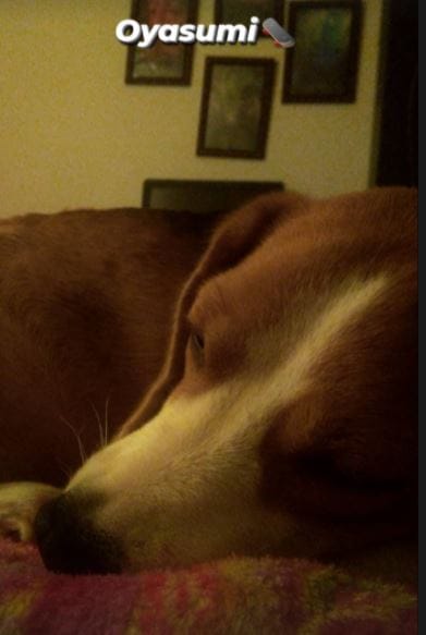 Dog