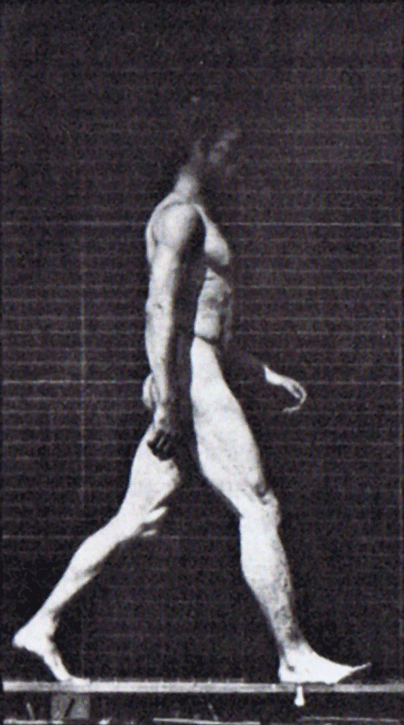 Muybridge human male walking animated